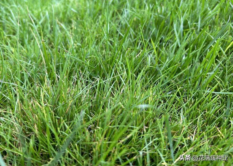 Dog root cultivation methods