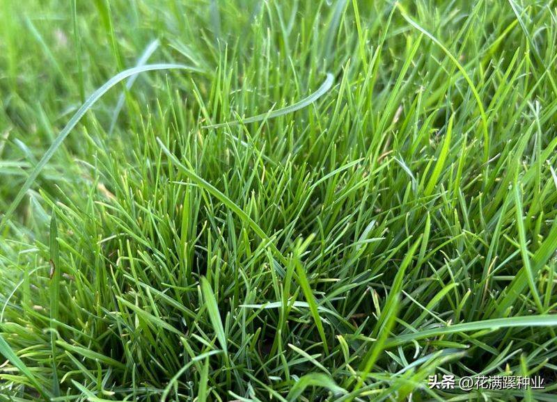 Dog root cultivation methods