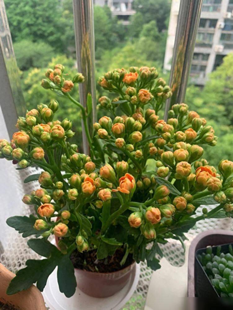 What kind of plants do you grow on the balcony