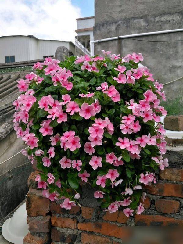 What kind of plants do you grow on the balcony
