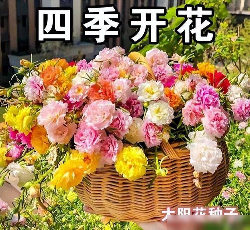 What kind of plants do you grow on the balcony