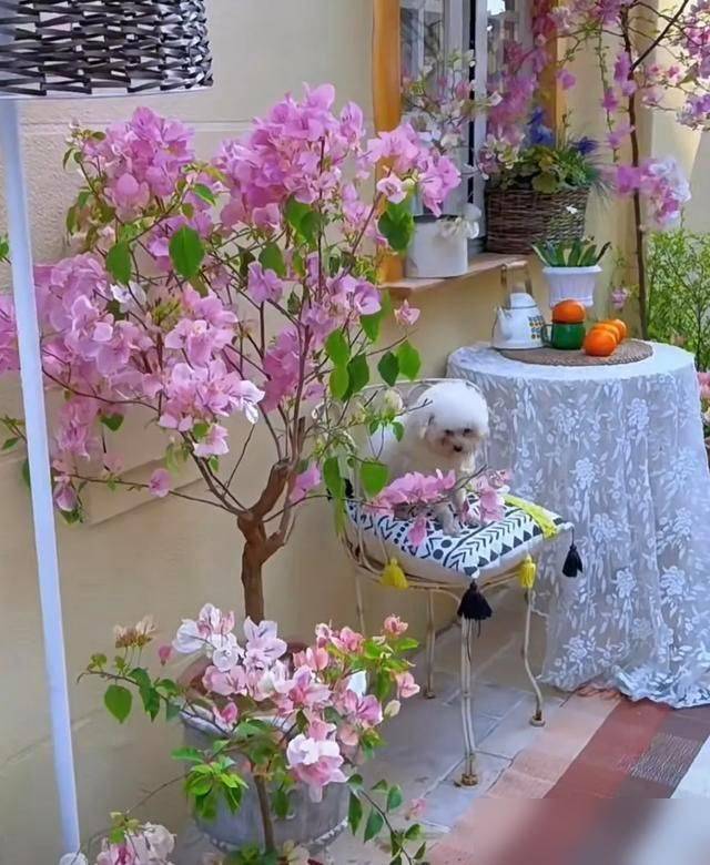 What kind of plants do you grow on the balcony