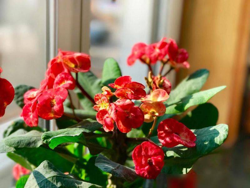 What kind of plants do you grow on the balcony