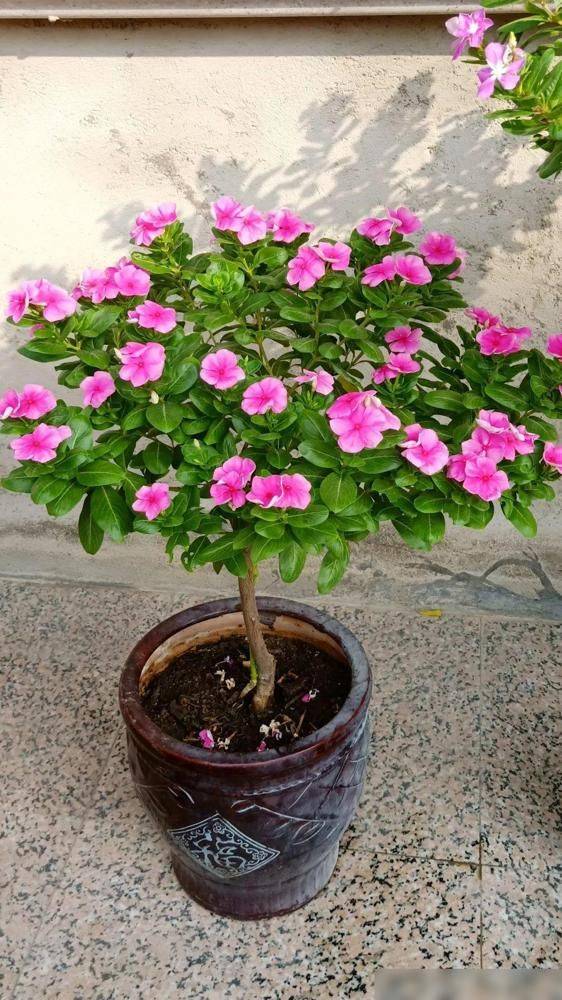 What kind of plants do you grow on the balcony