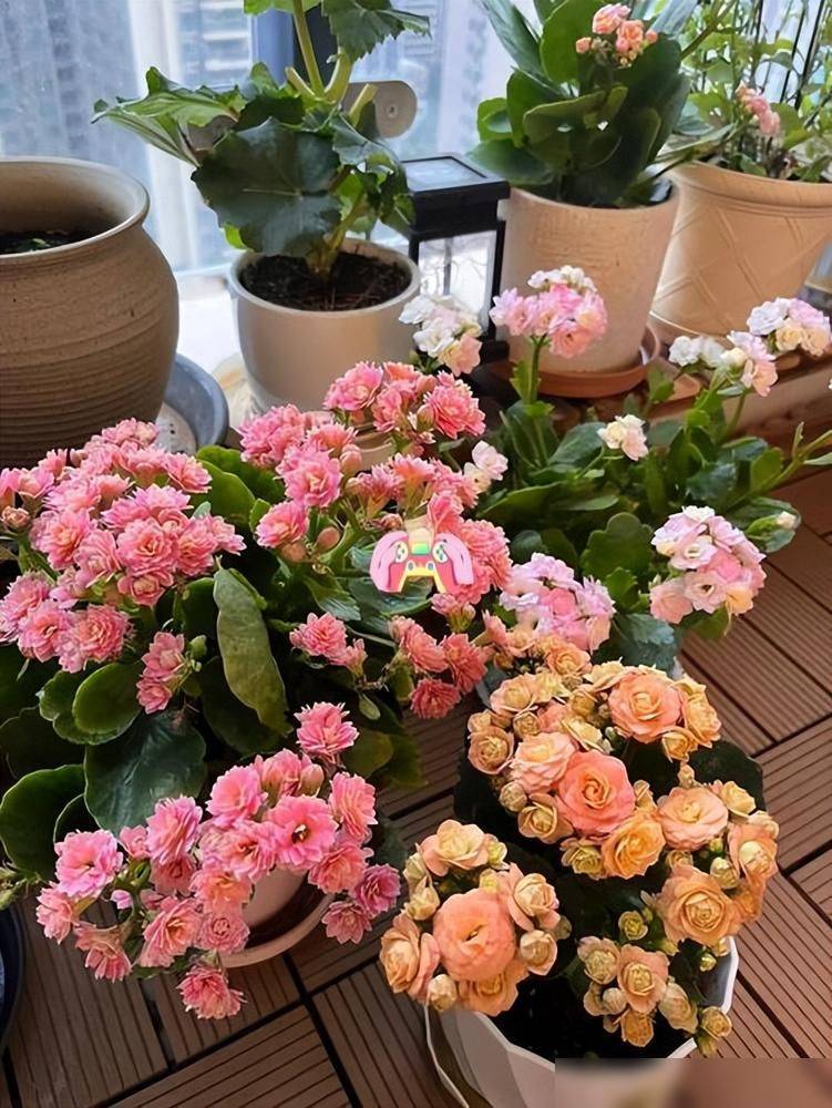 What kind of plants do you grow on the balcony