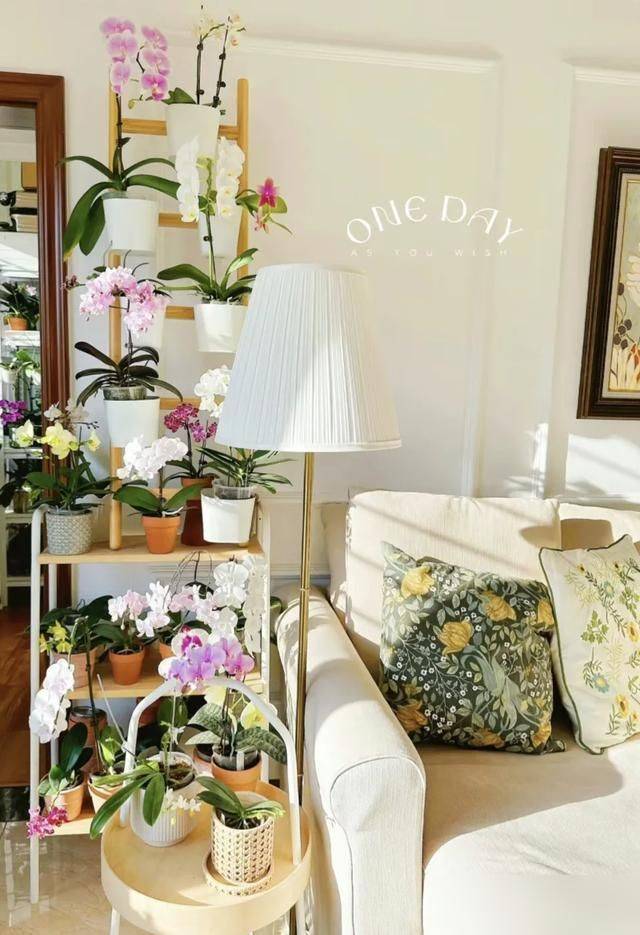 What kind of plants do you grow on the balcony