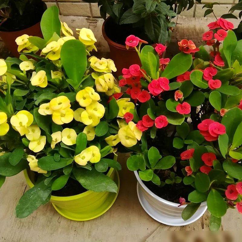 What kind of plants do you grow on the balcony