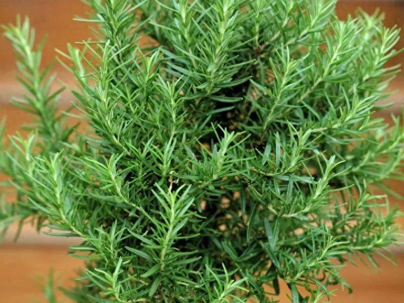 What kind of plants do you grow on the balcony