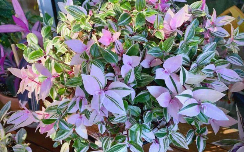 What kind of plants do you grow on the balcony