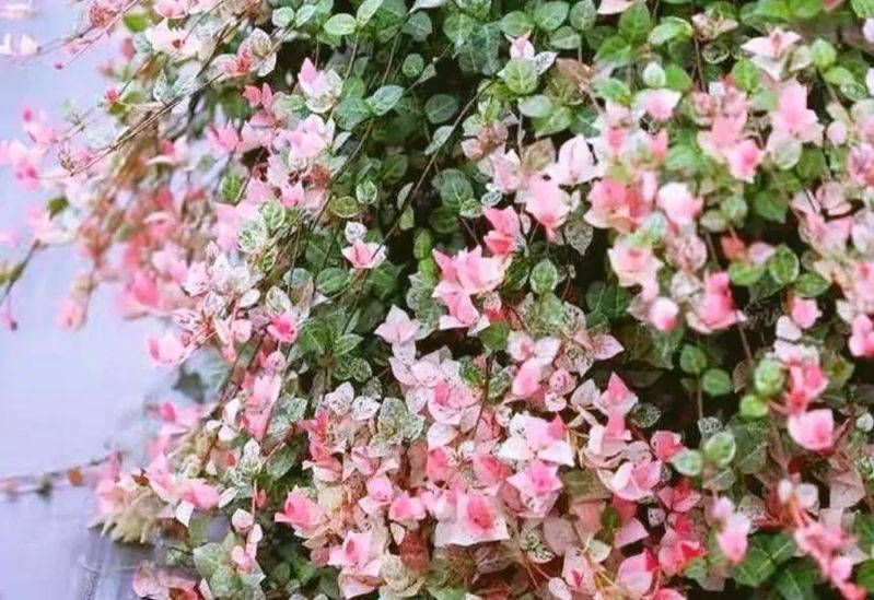 What kind of plants do you grow on the balcony