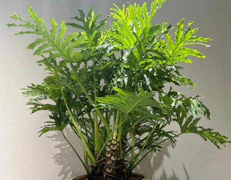 What kind of plants do you grow on the balcony