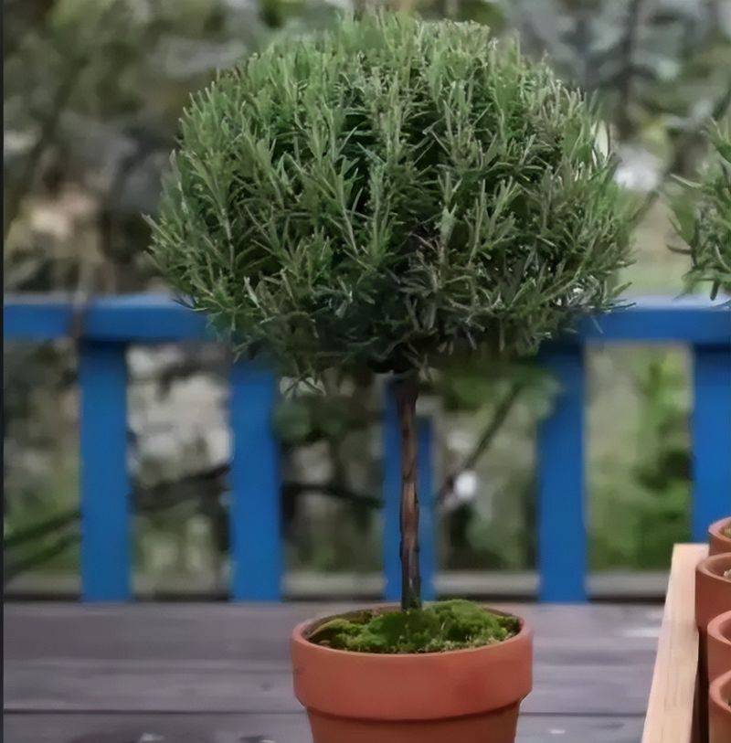 What kind of plants do you grow on the balcony