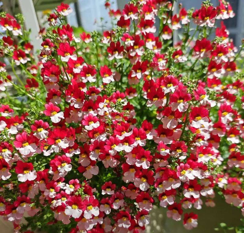 What kind of plants do you grow on the balcony