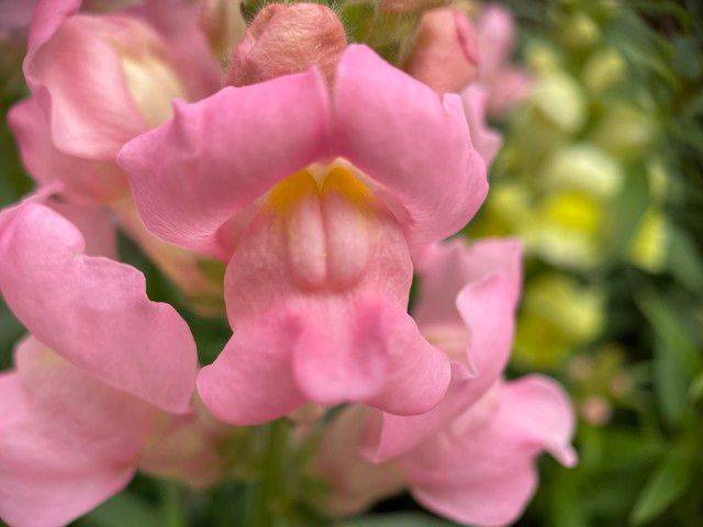 What kind of plants do you grow on the balcony
