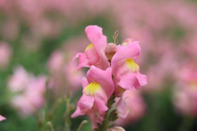 What kind of plants do you grow on the balcony