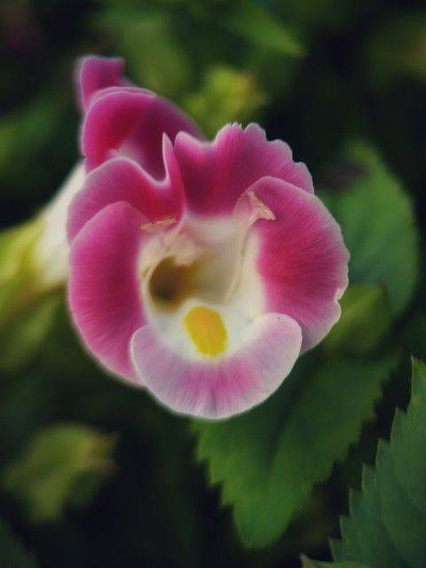 What kind of plants do you grow on the balcony
