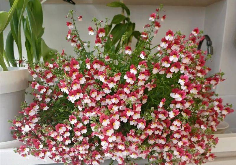 What kind of plants do you grow on the balcony