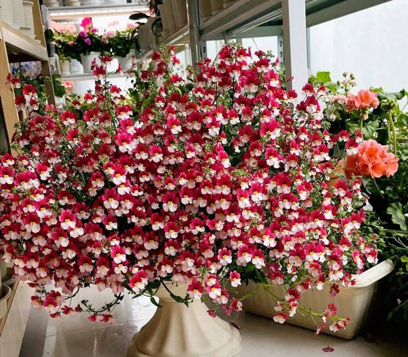 What kind of plants do you grow on the balcony