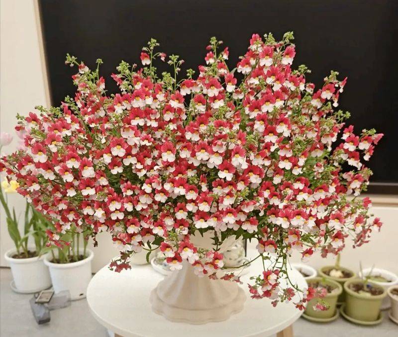 What kind of plants do you grow on the balcony