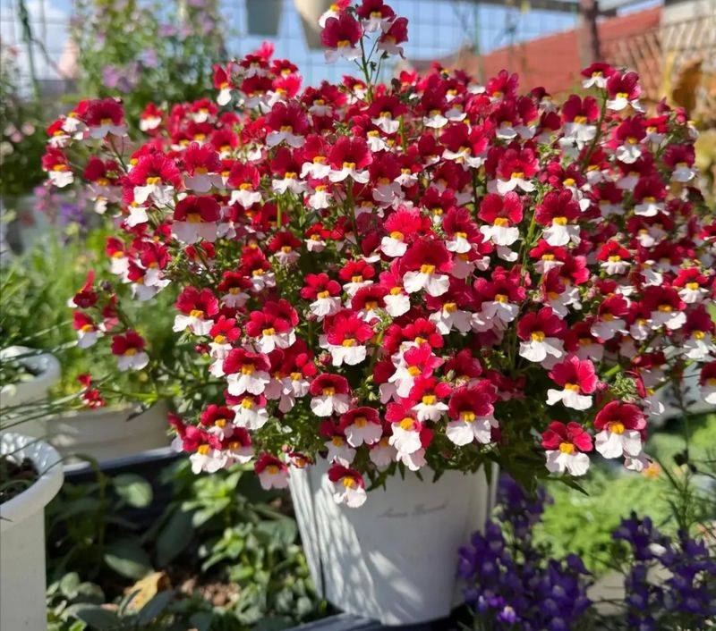 What kind of plants do you grow on the balcony