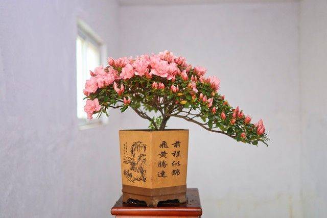 What kind of plants do you grow on the balcony