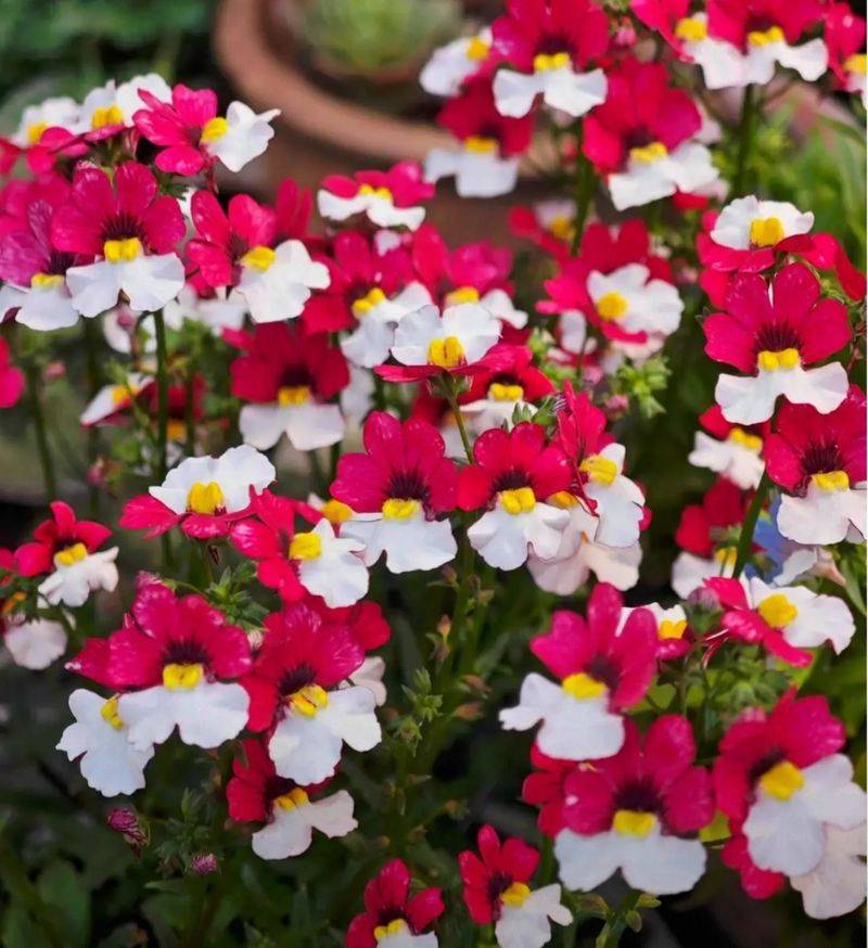 What kind of plants do you grow on the balcony