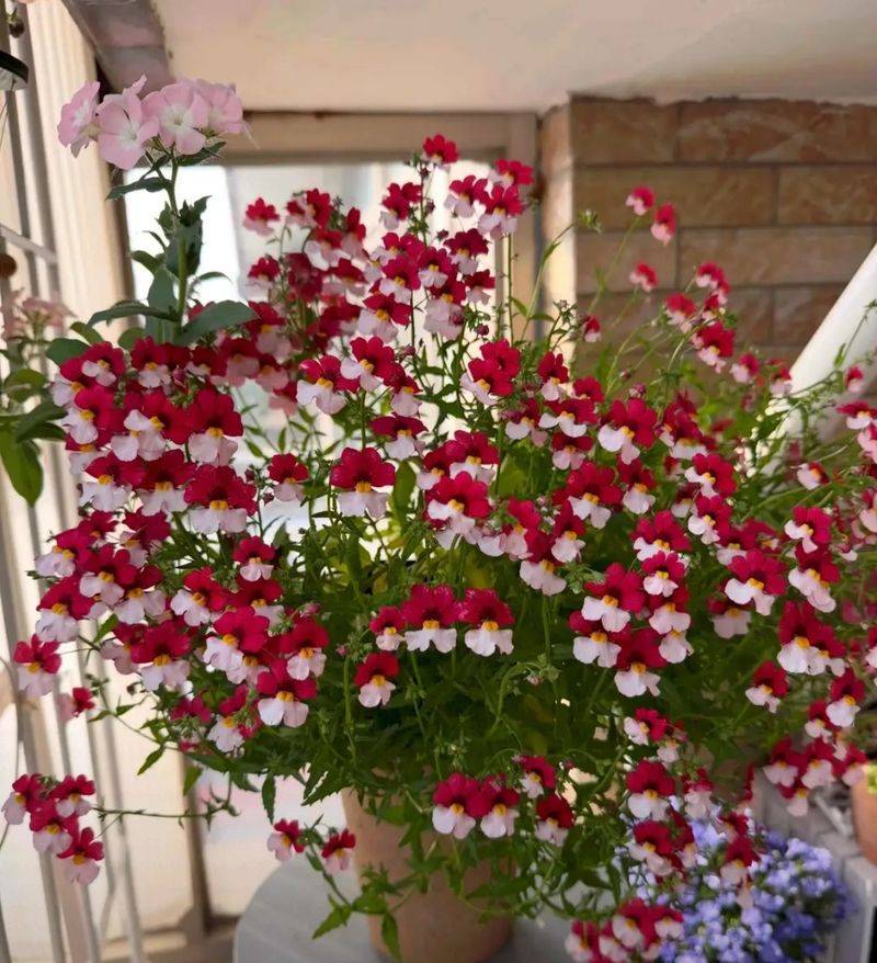 What kind of plants do you grow on the balcony