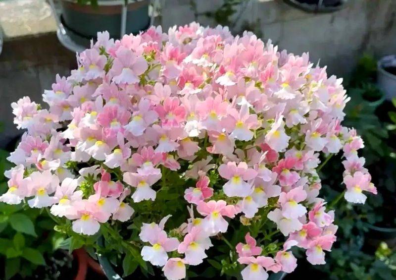 What kind of plants do you grow on the balcony