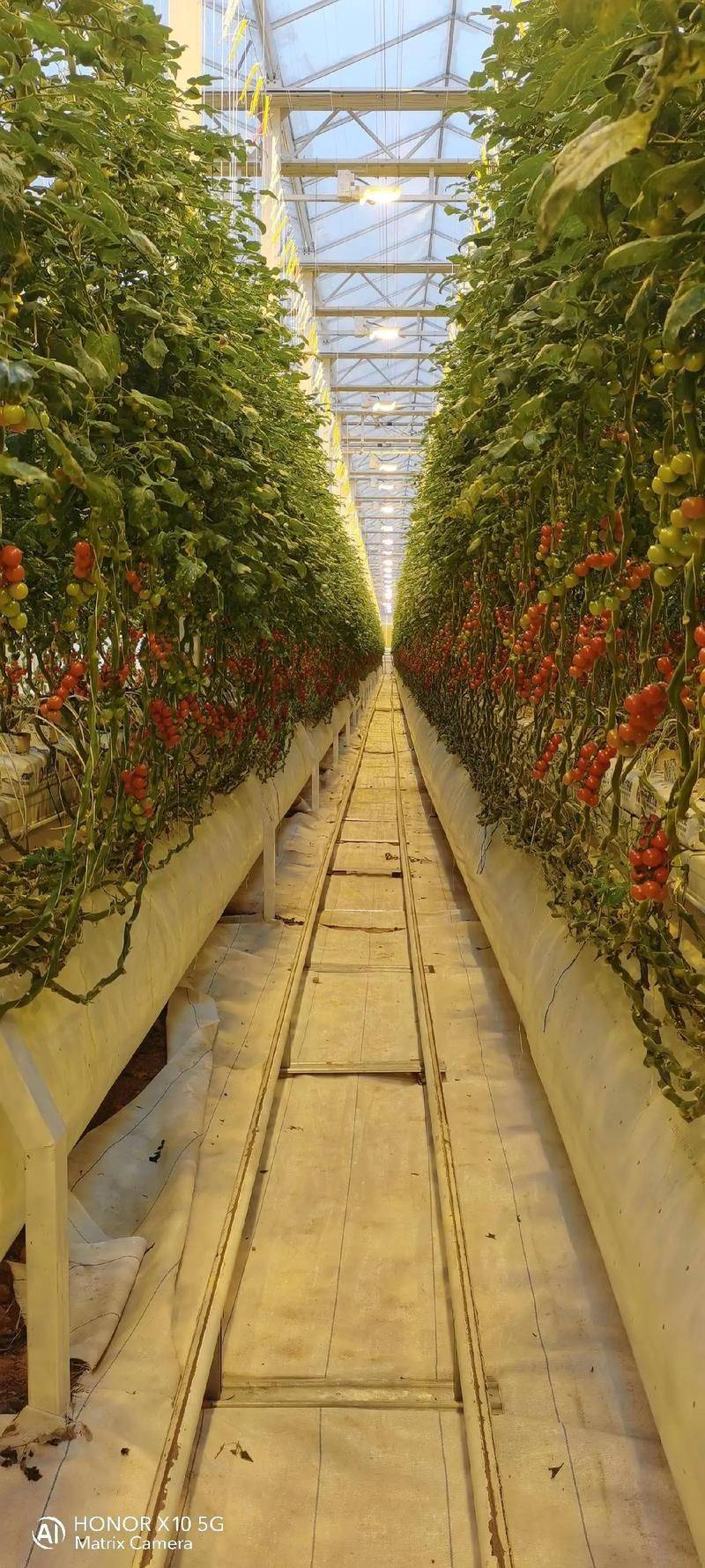 Provence tomato cultivation technology