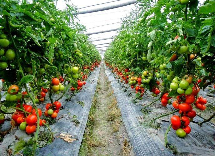 Provence tomato cultivation technology