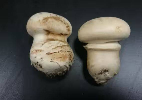 Video of mushroom cultivation