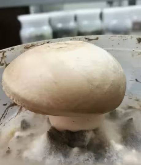 Video of mushroom cultivation