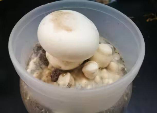 Video of mushroom cultivation