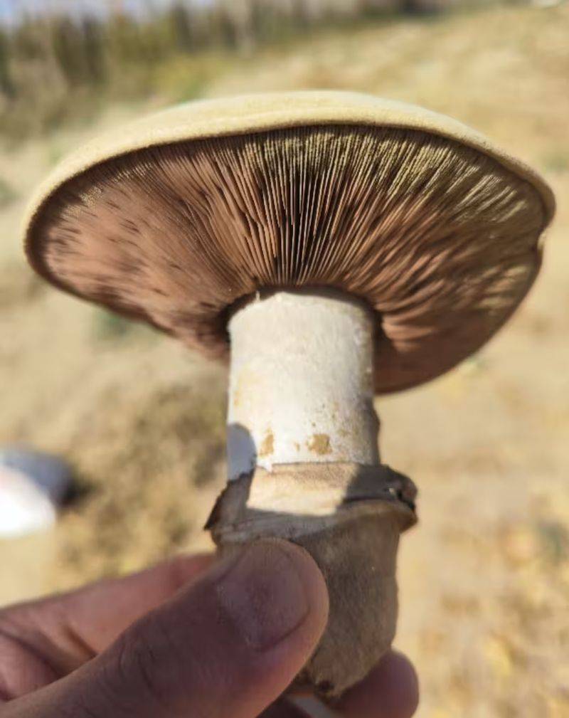 Video of mushroom cultivation