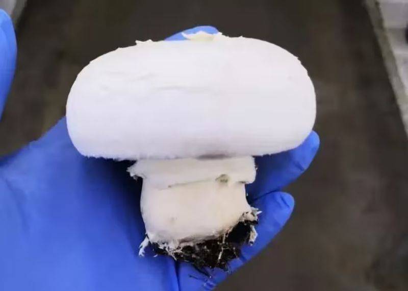 Video of mushroom cultivation