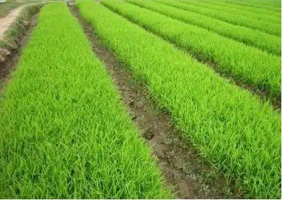 Rice membrane cultivation techniques