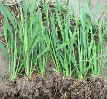 Rice membrane cultivation techniques