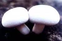 Video of mushroom cultivation