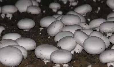 Video of mushroom cultivation