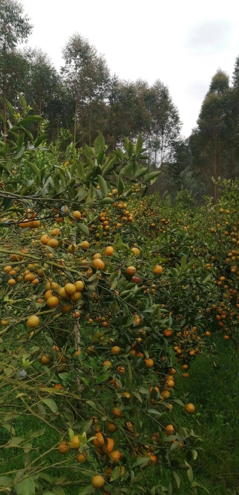A fruit tree for guangdong