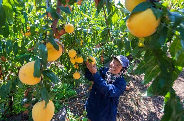 A fruit tree for guangdong