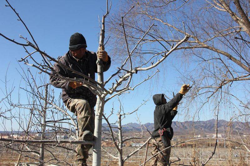 A fruit tree for guangdong