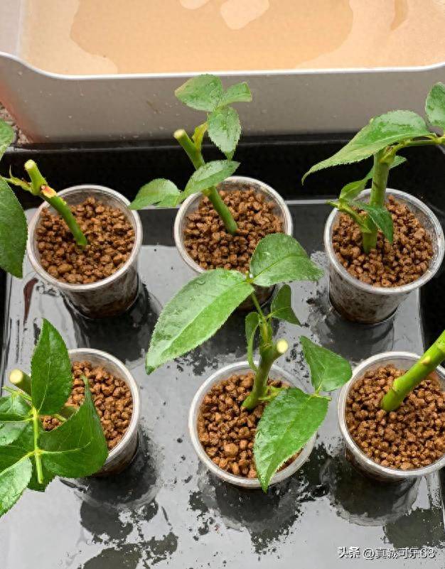 What kind of plants do you grow on the balcony