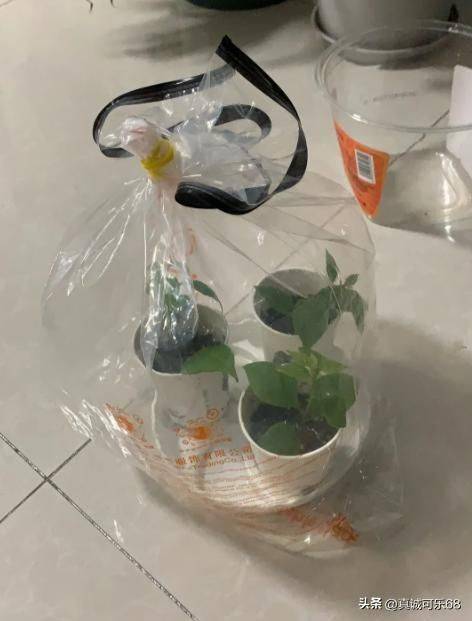 What kind of plants do you grow on the balcony