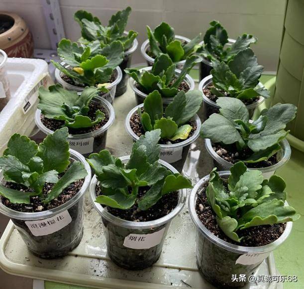 What kind of plants do you grow on the balcony