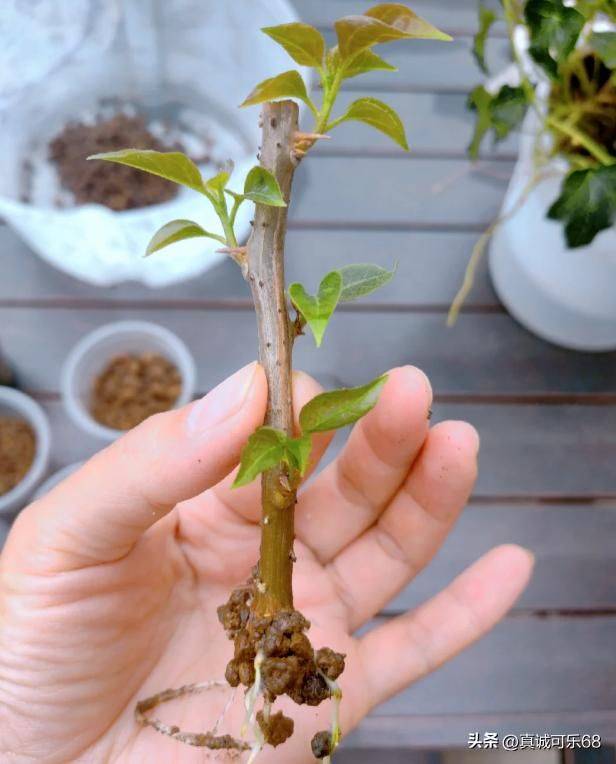 What kind of plants do you grow on the balcony