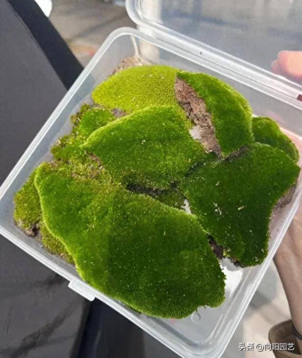 What kind of plants do you grow on the balcony