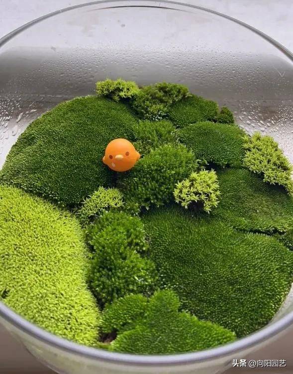 What kind of plants do you grow on the balcony