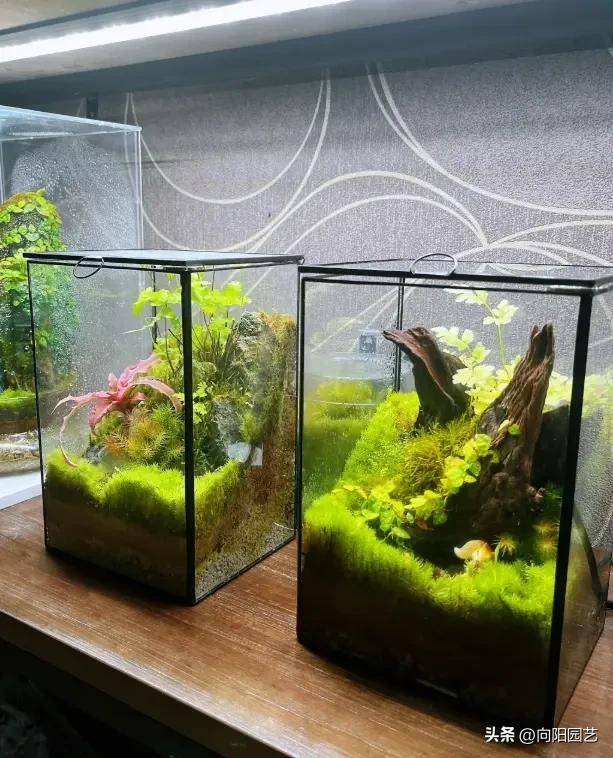 What kind of plants do you grow on the balcony