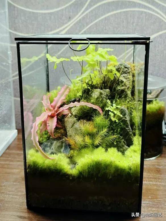 What kind of plants do you grow on the balcony